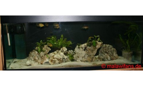 Malawi Mbuna Artbecken 240l